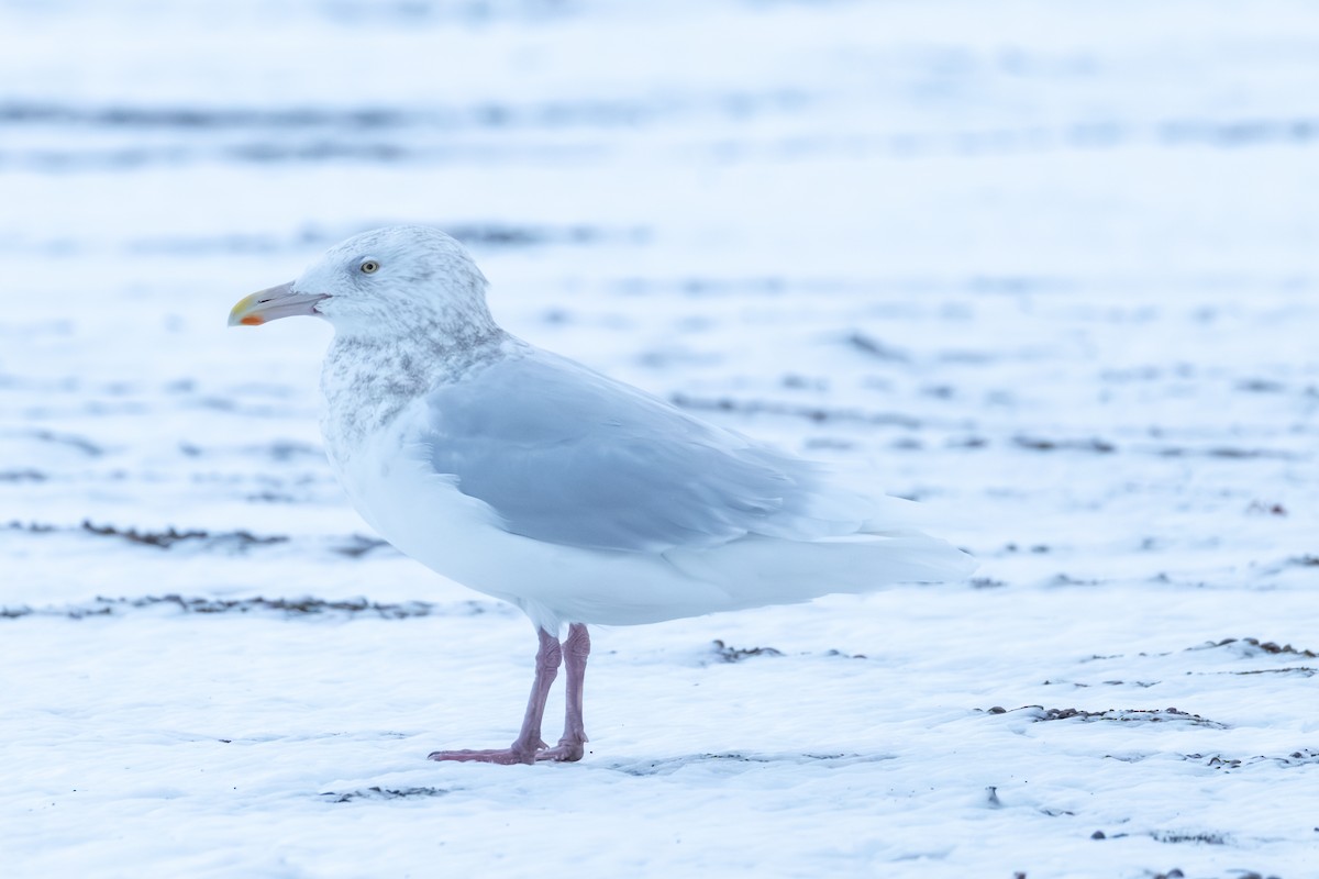 Goéland bourgmestre - ML646100991