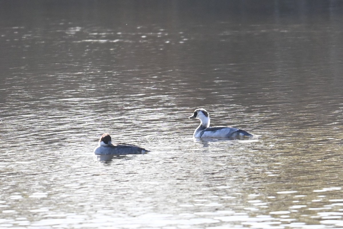 lappfiskand - ML646100993