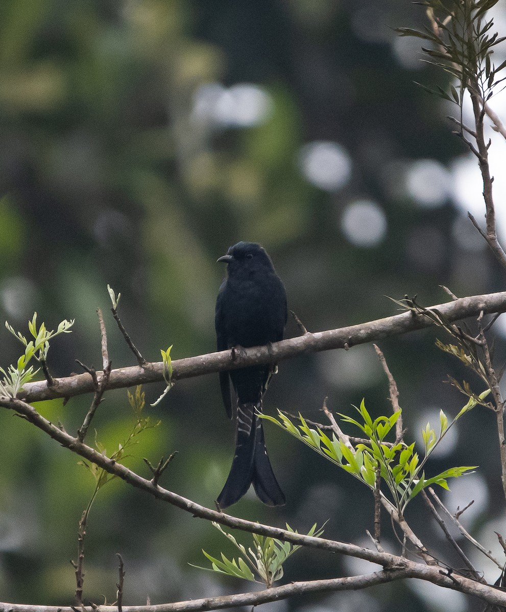 Fork-tailed Drongo-Cuckoo - ML646101000