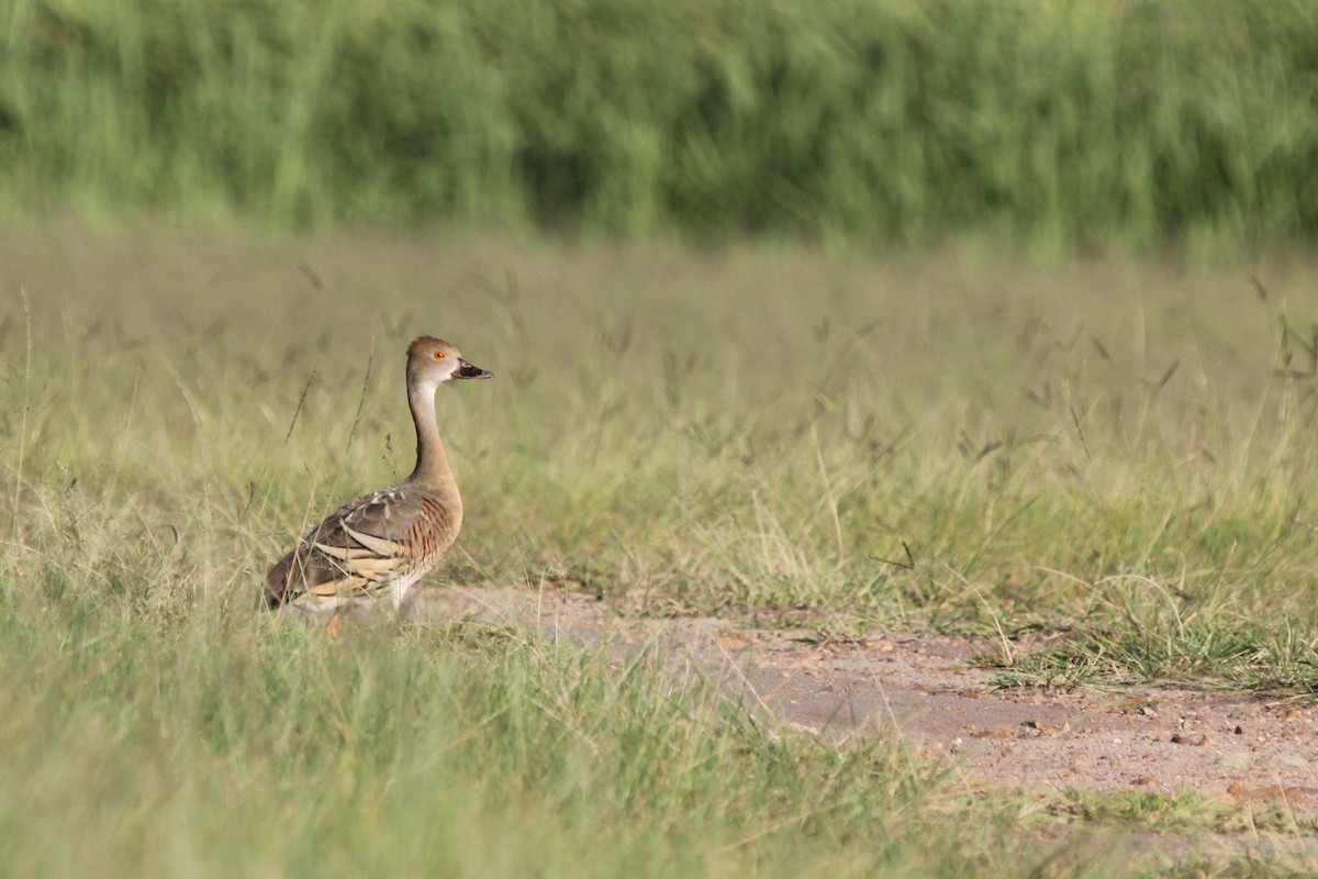 カザリリュウキュウガモ - ML646101002