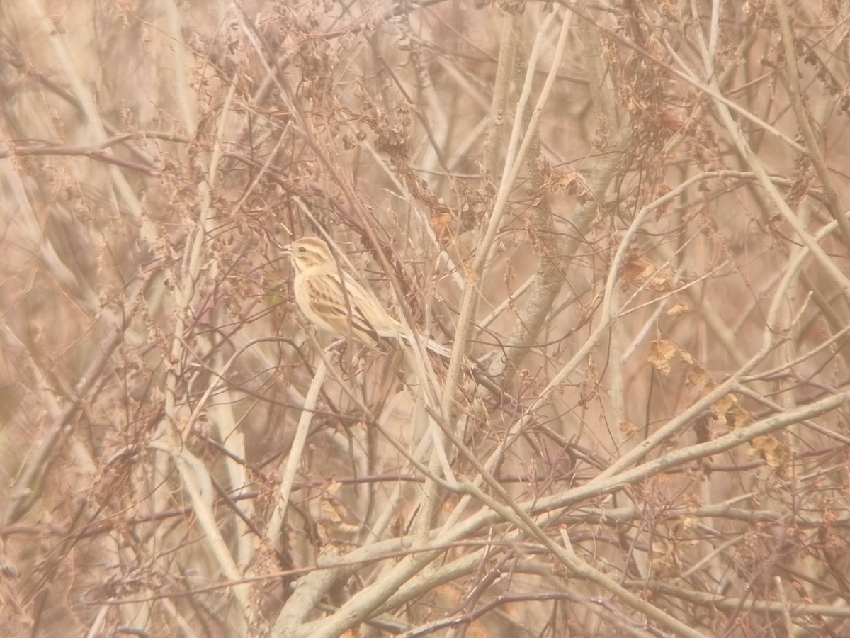 Reed Bunting - ML646101003