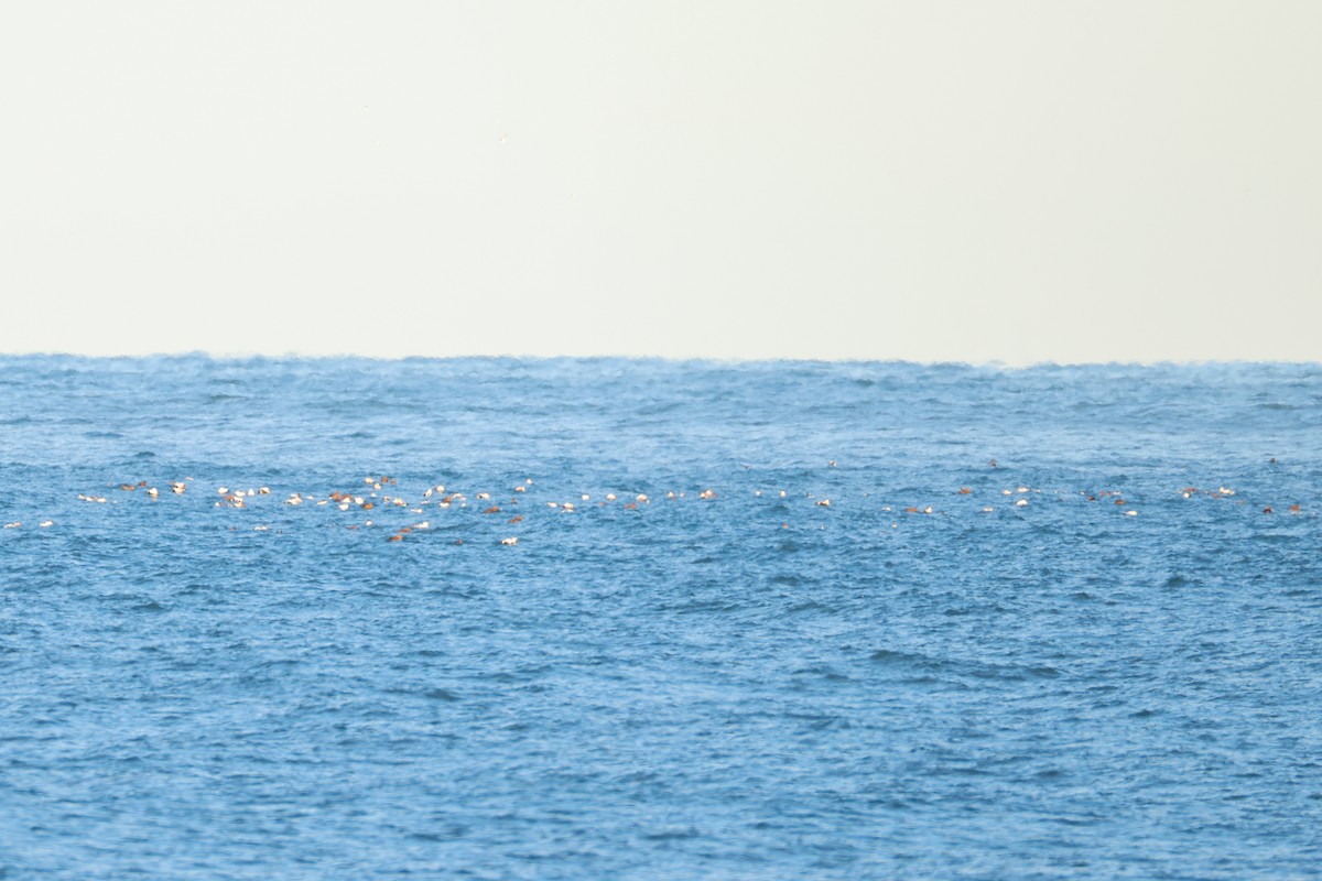 Common Eider - ML646101006