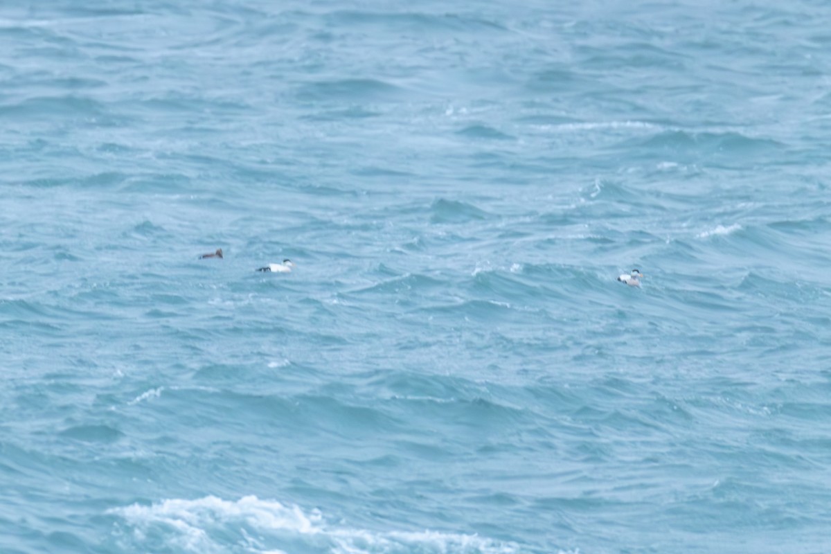 Common Eider - ML646101007