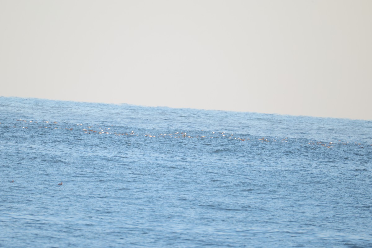 Common Eider - ML646101008