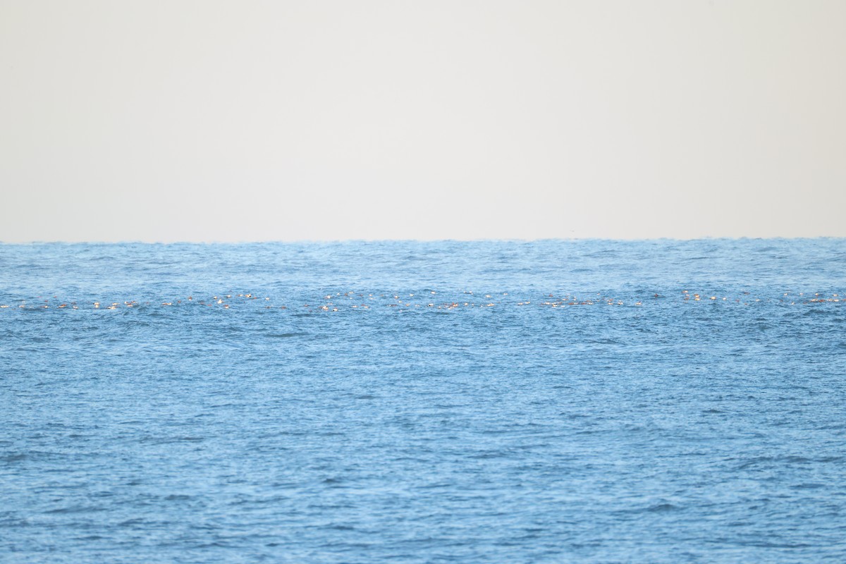 Common Eider - ML646101009