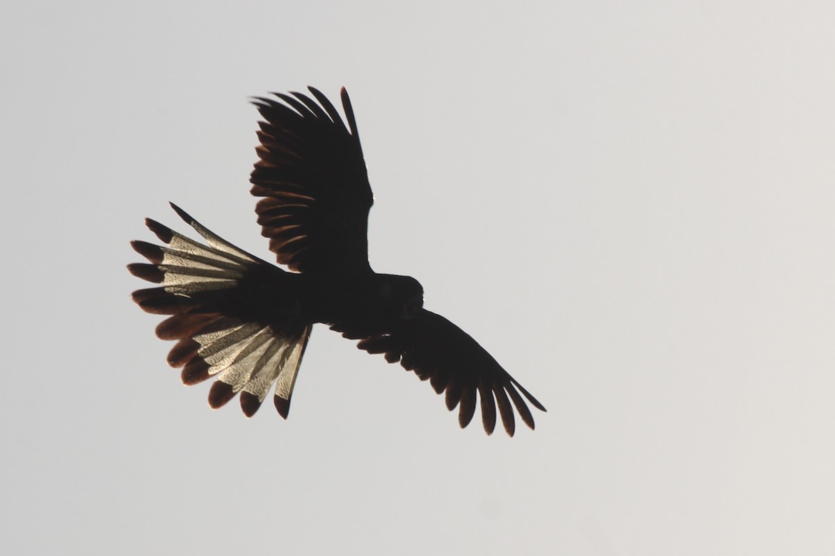 キイロオクロオウム - ML646101010