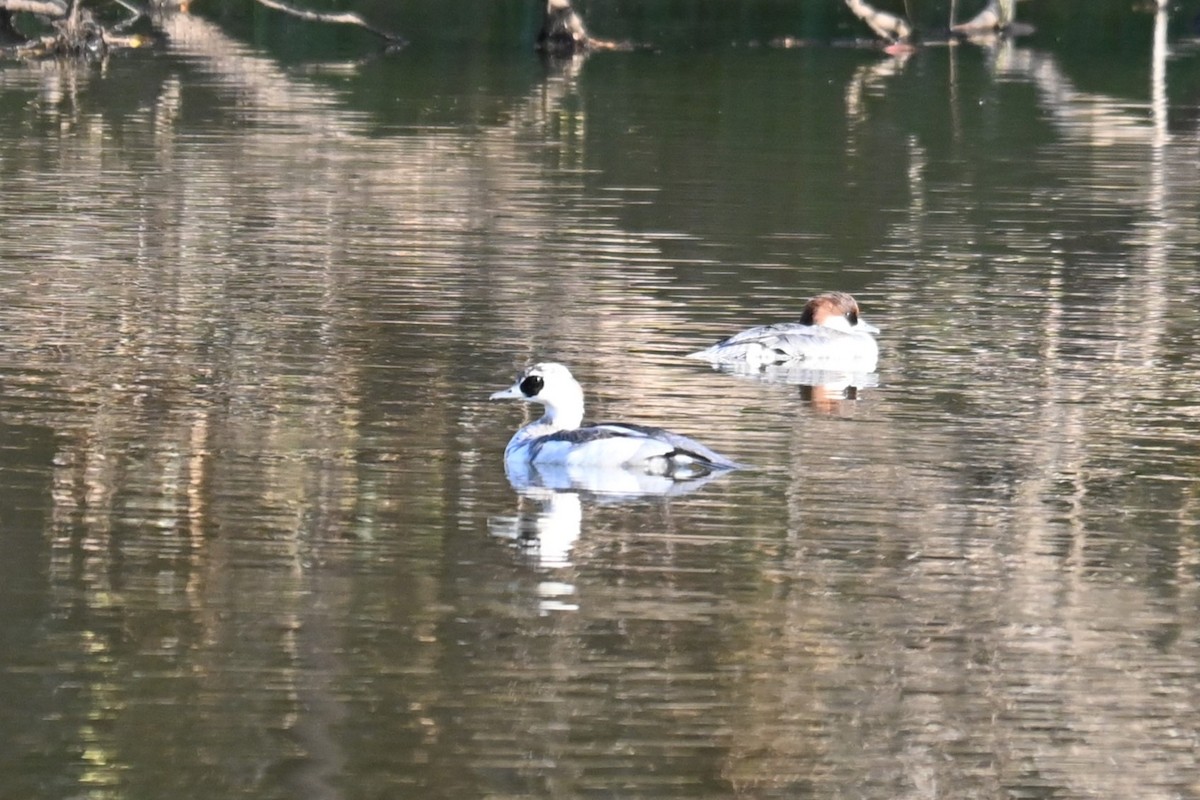 lappfiskand - ML646101017