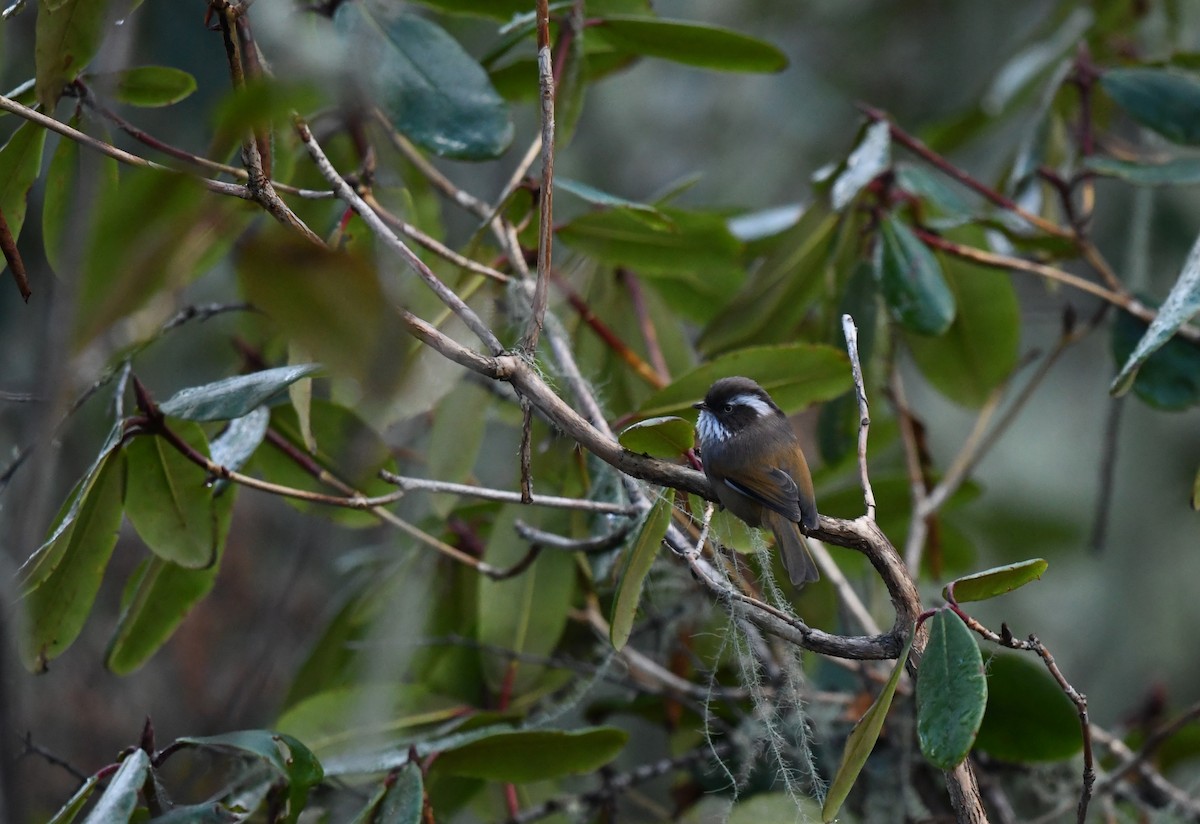 White-browed Fulvetta (Bhutan) - ML646101018