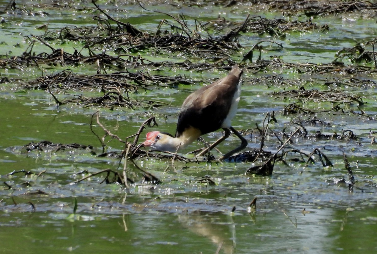 Comb-crested Jacana - ML646101026