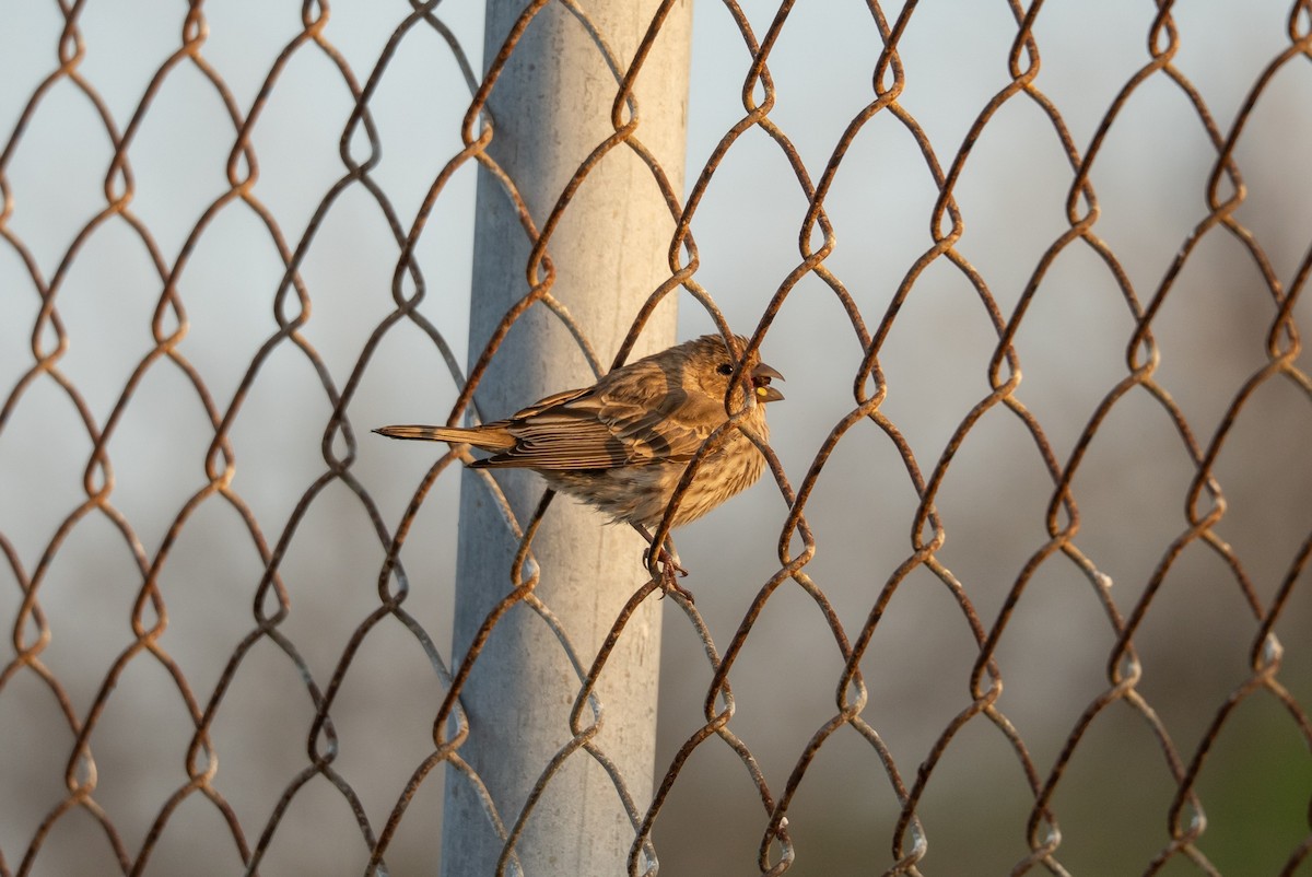 Roselin familier - ML646101028