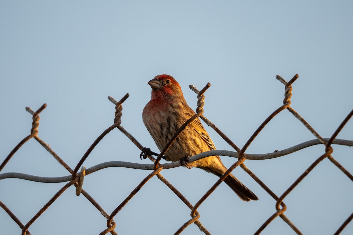 Roselin familier - ML646101029