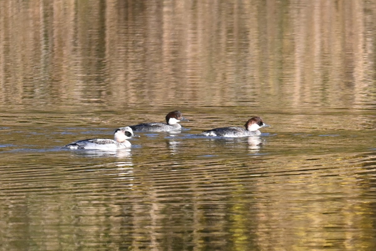 lappfiskand - ML646101030