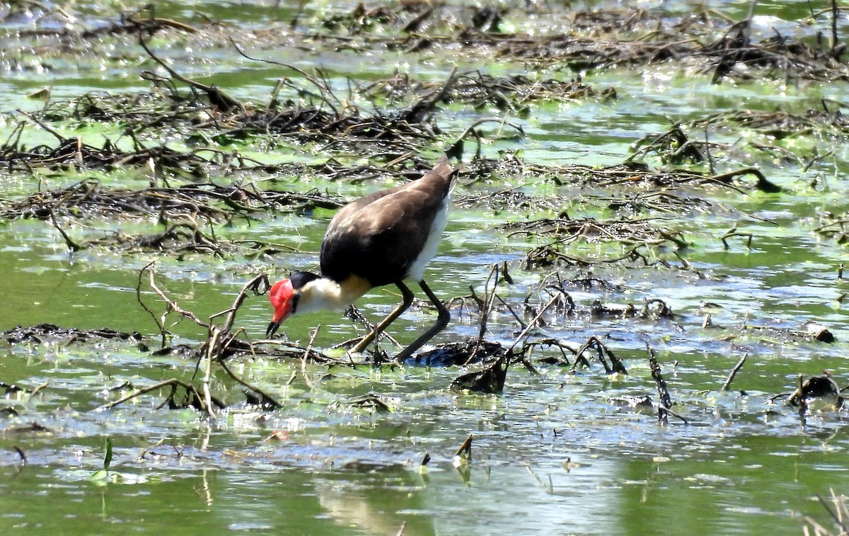Comb-crested Jacana - ML646101033