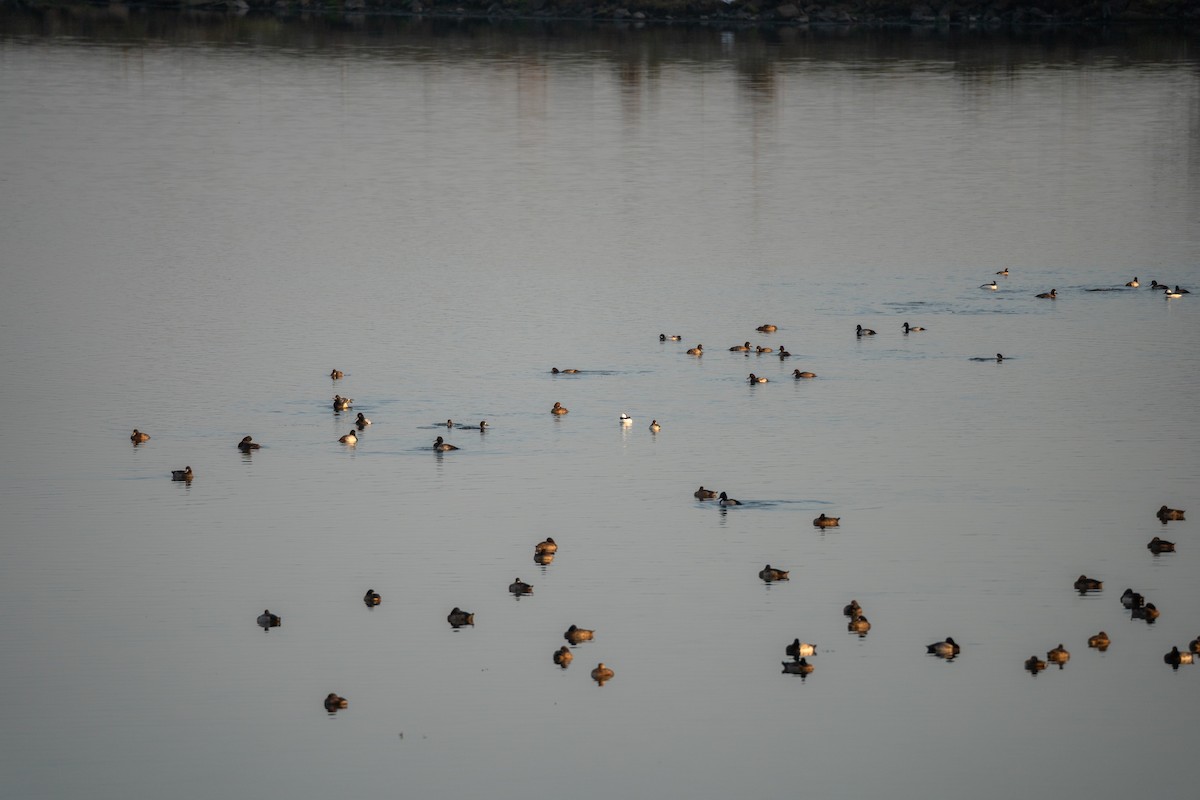 Greater Scaup - ML646101034