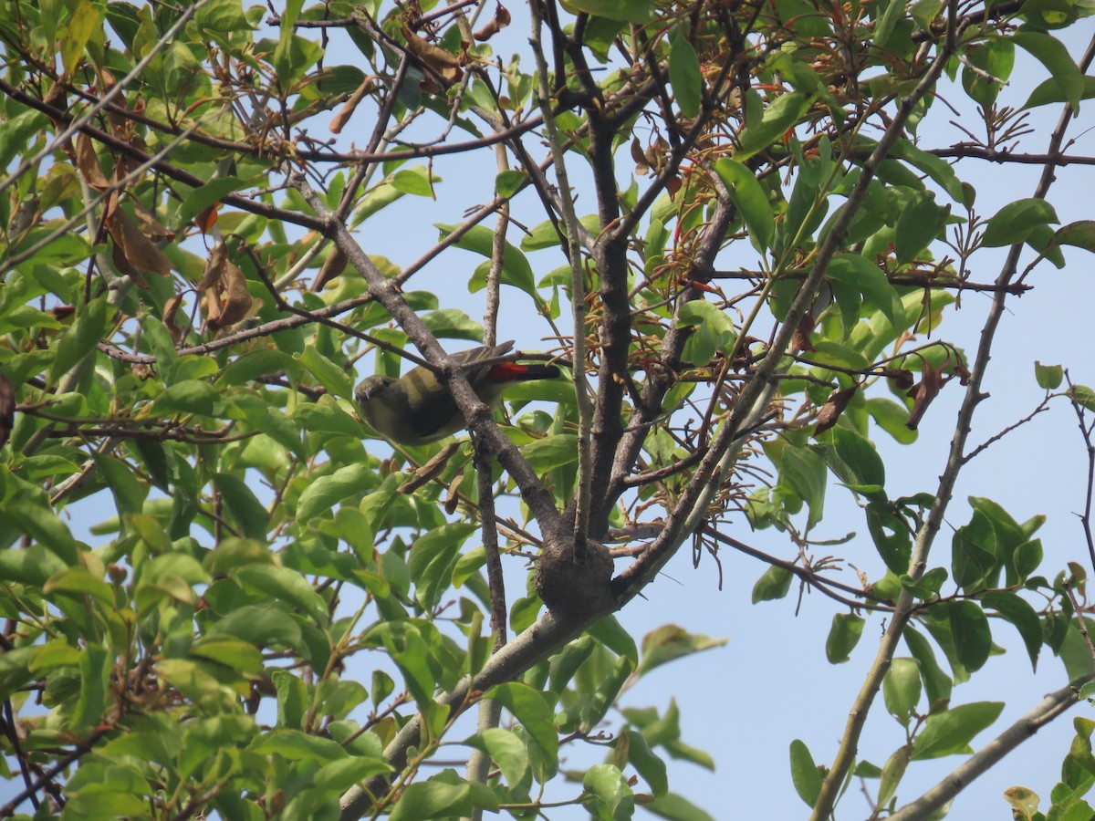 Scarlet-backed Flowerpecker - ML646101038