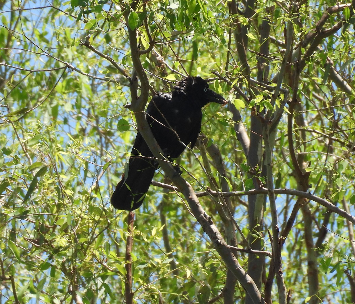 Torresian Crow - ML646101039