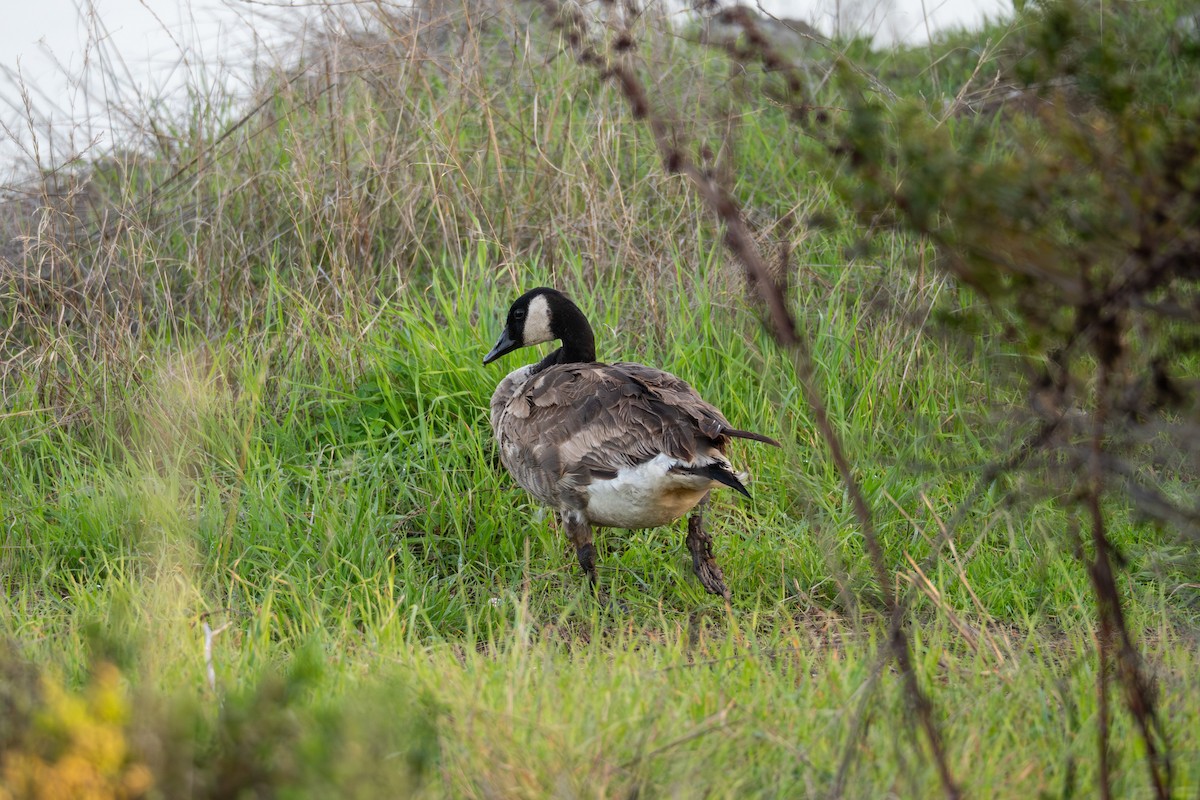 Kanadagans - ML646101041