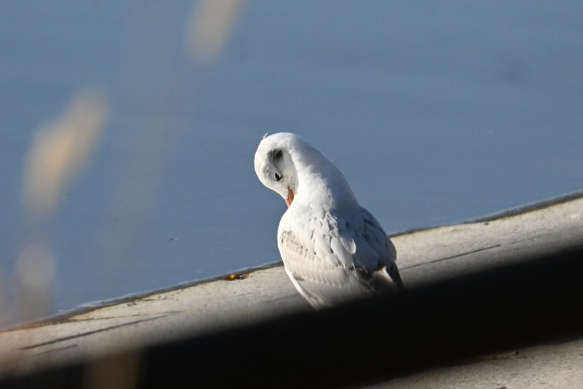 Black-headed Gull - ML646101049