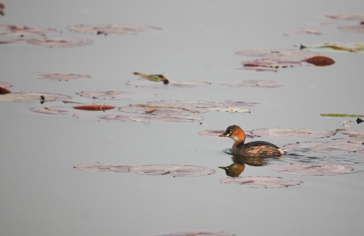 Little Grebe - ML646101050