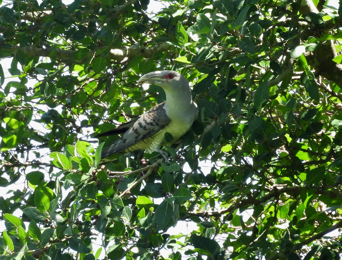 Channel-billed Cuckoo - ML646101051
