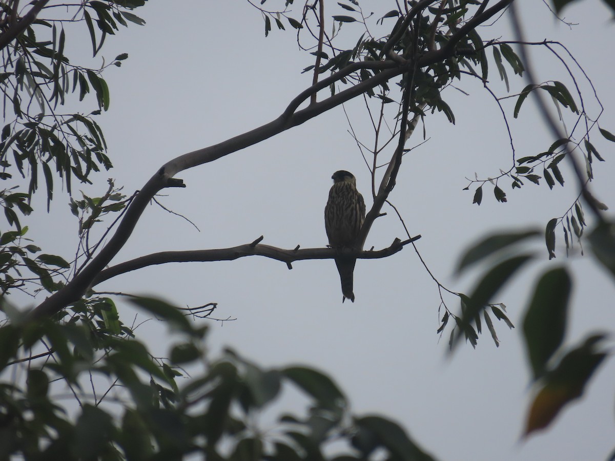 Eurasian Hobby - ML646101052