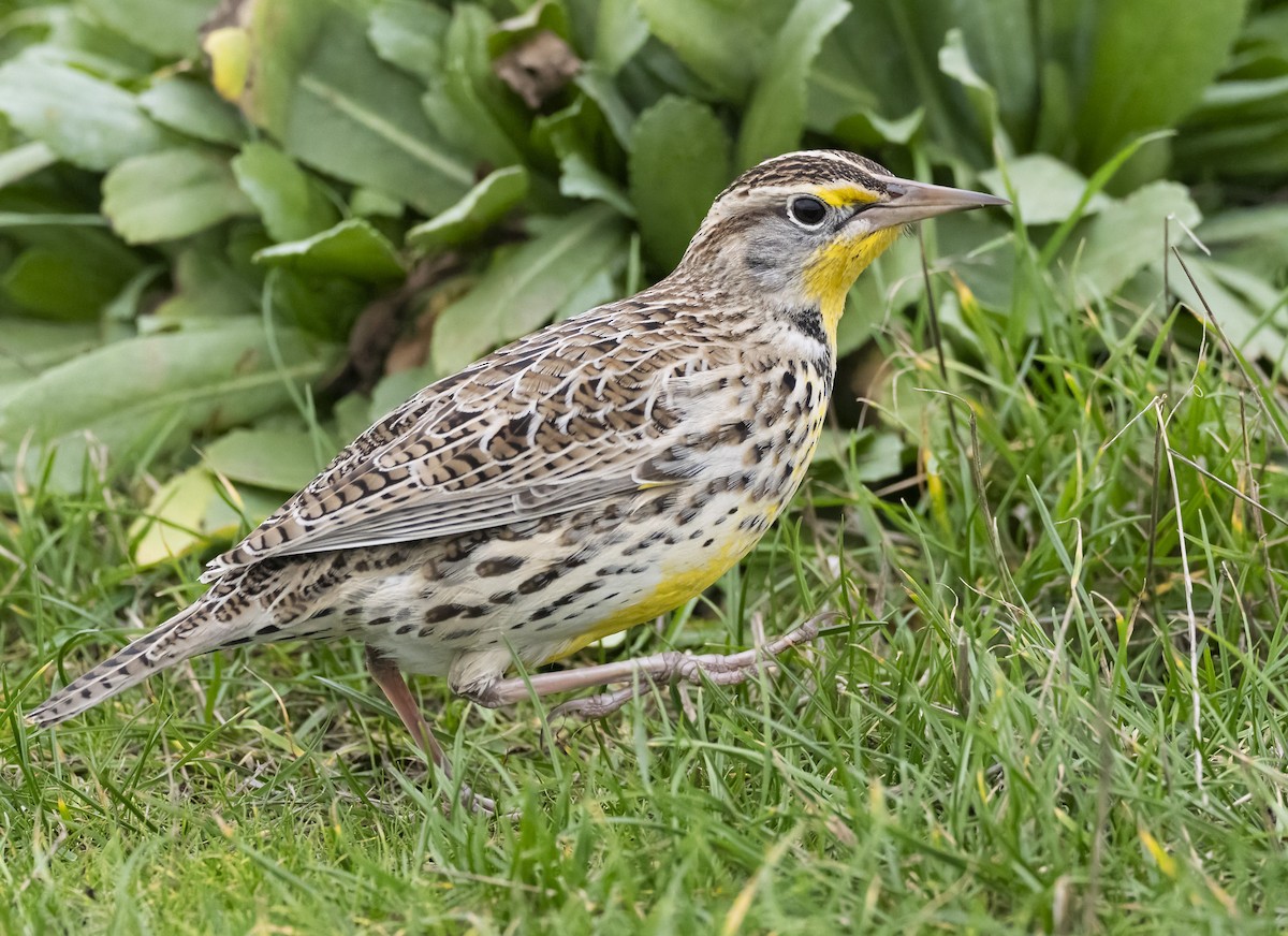 Western Meadowlark - ML646101053