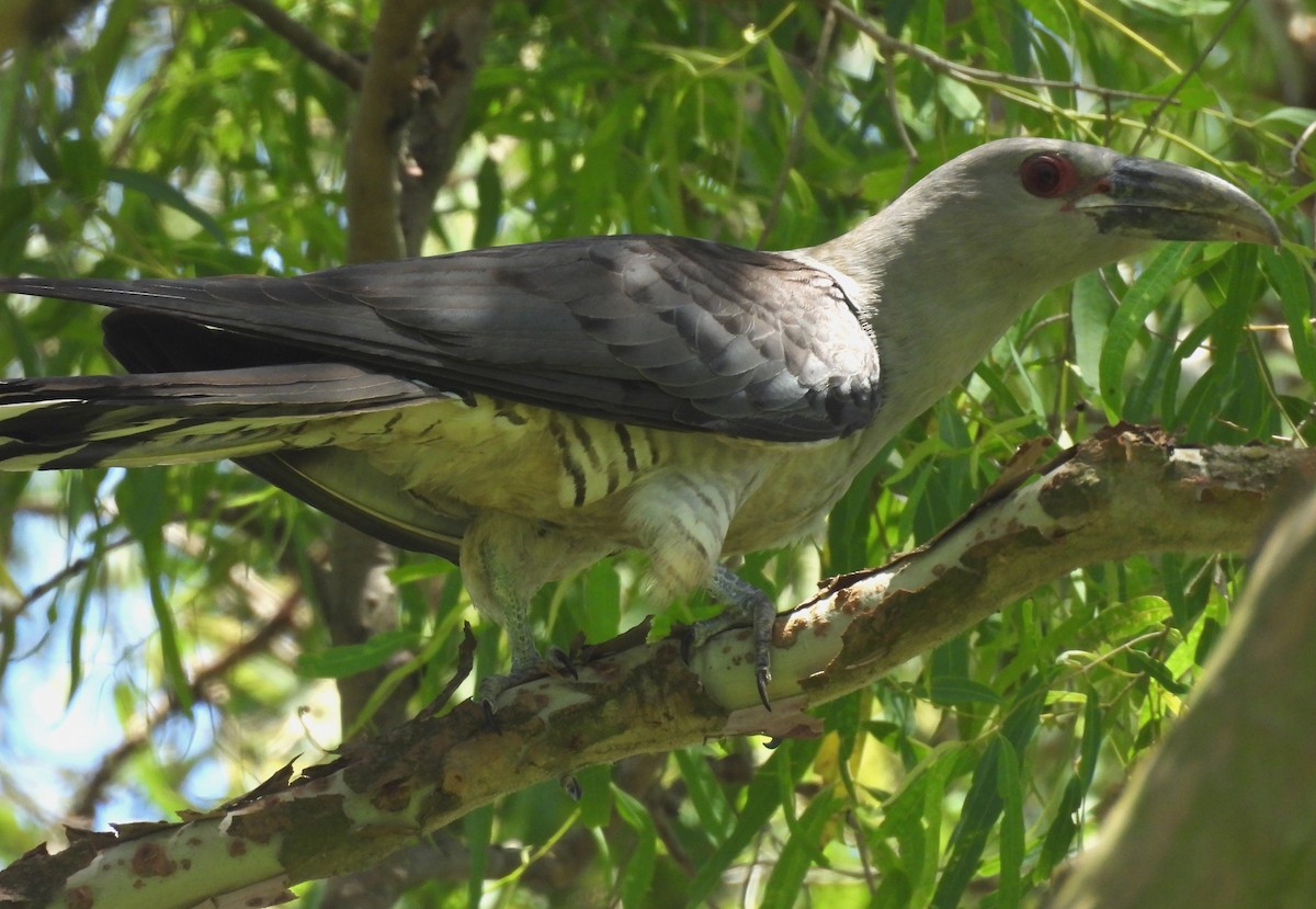 Channel-billed Cuckoo - ML646101055