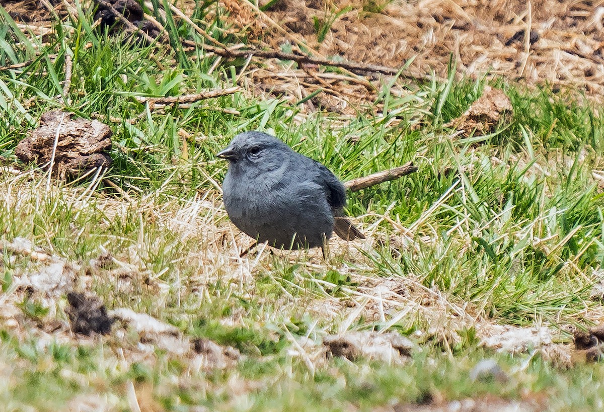 Plumbeous Sierra Finch - ML646101057