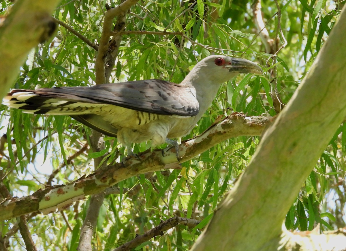 Channel-billed Cuckoo - ML646101059
