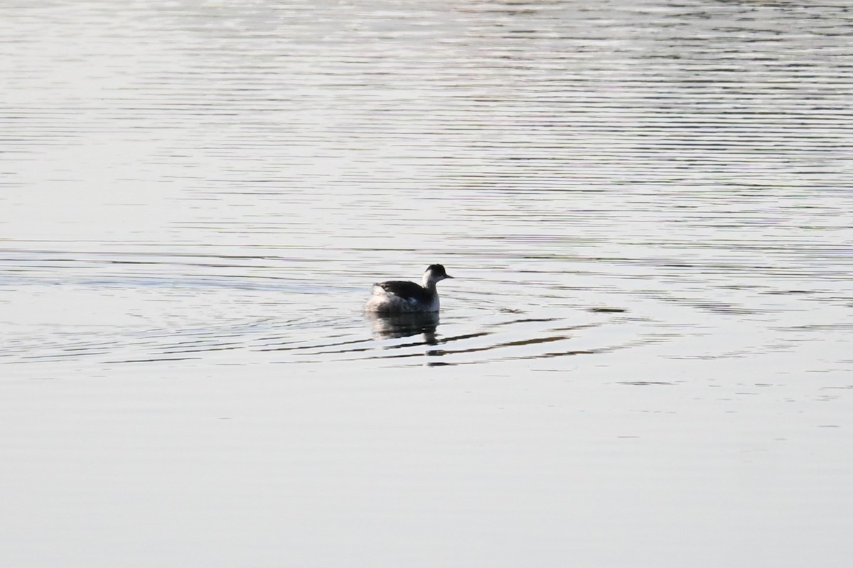 Eared Grebe - ML646101060