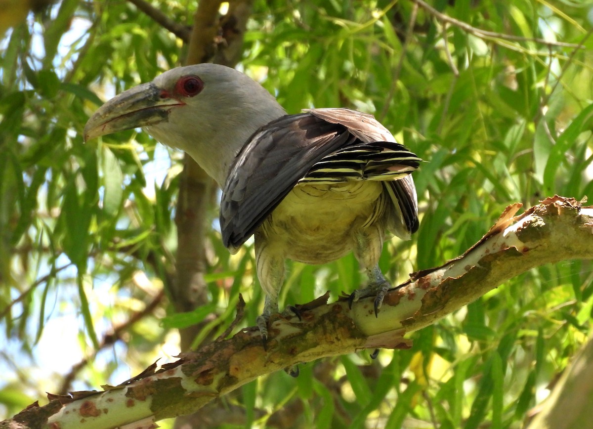 Channel-billed Cuckoo - ML646101061