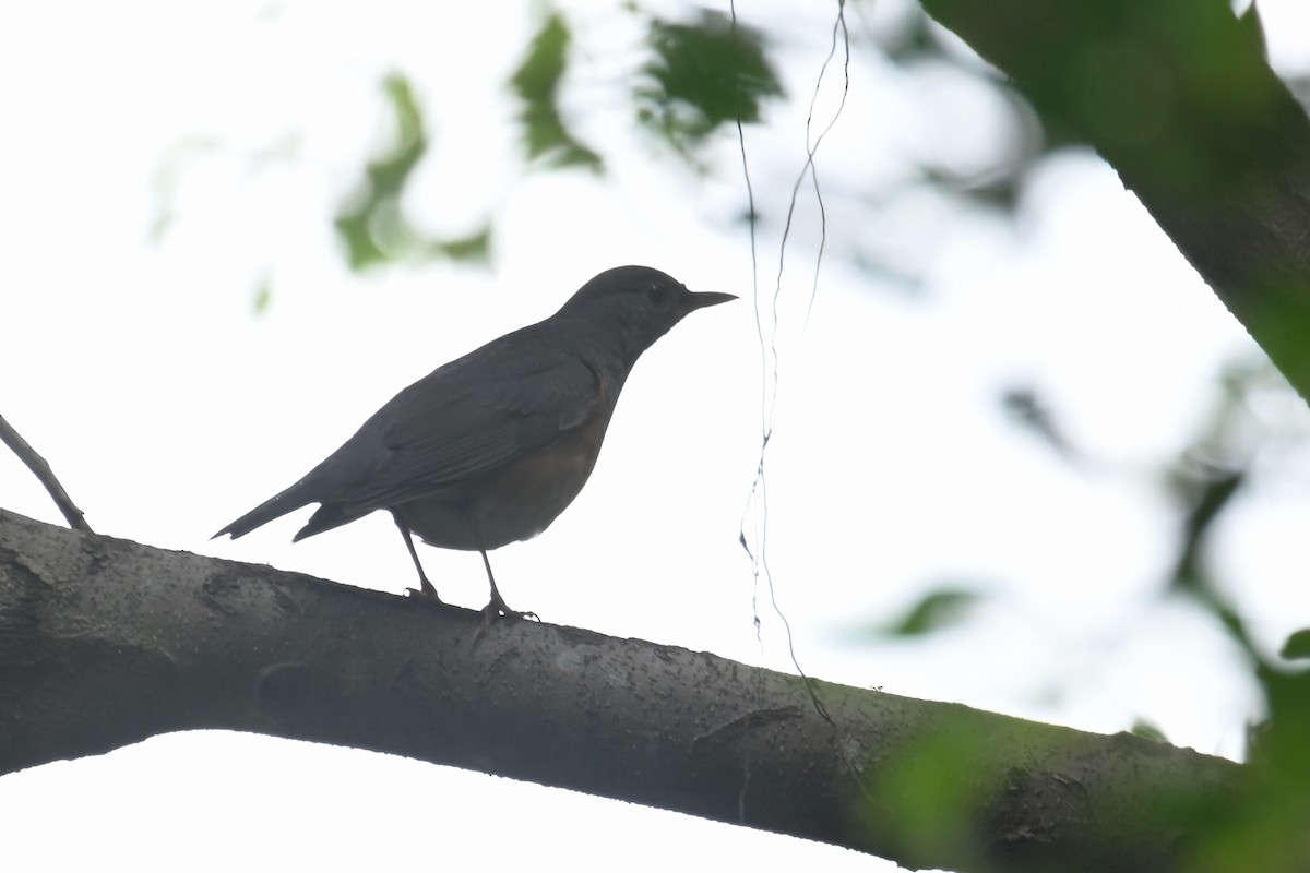 Gray-backed Thrush - ML646101062