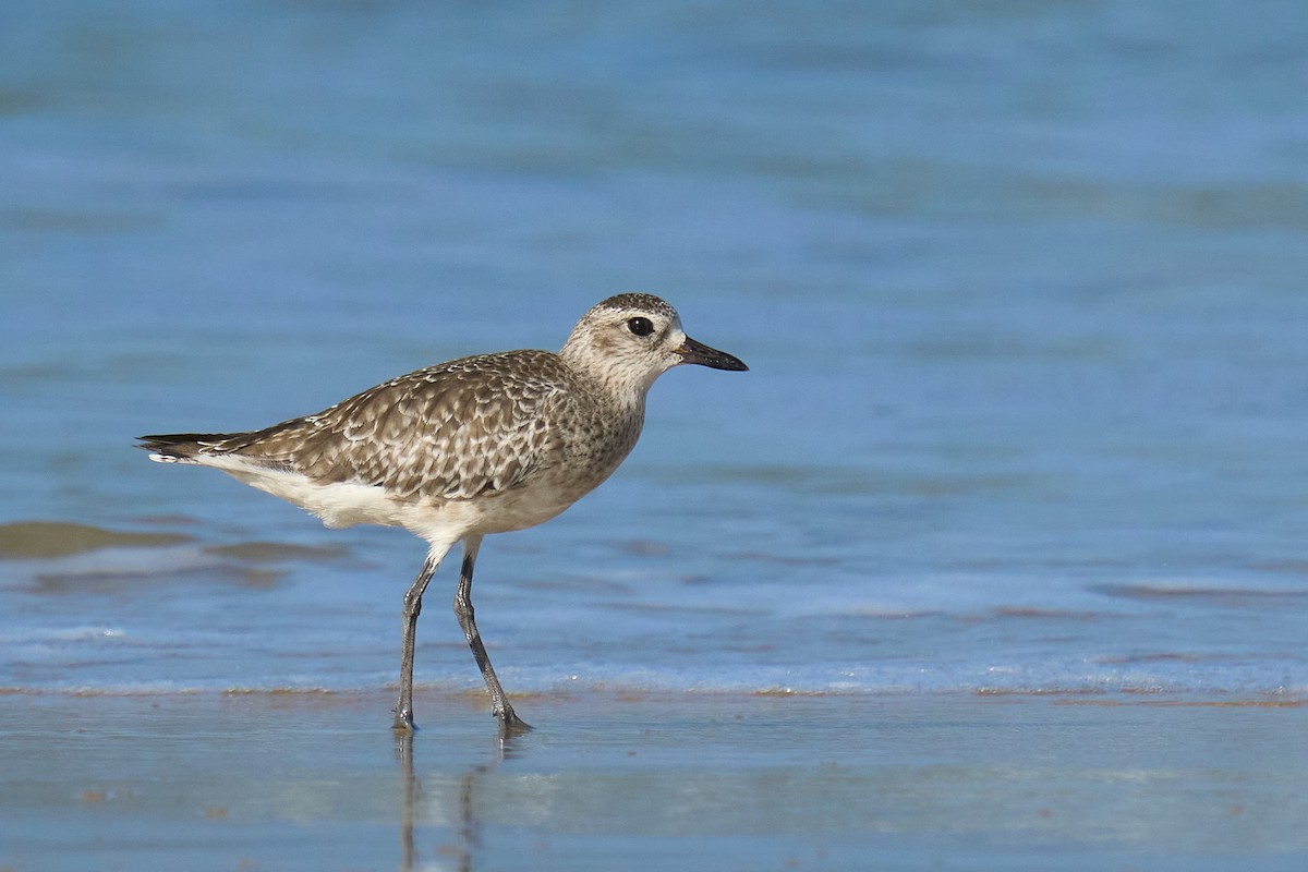Black-bellied Plover - ML646101063