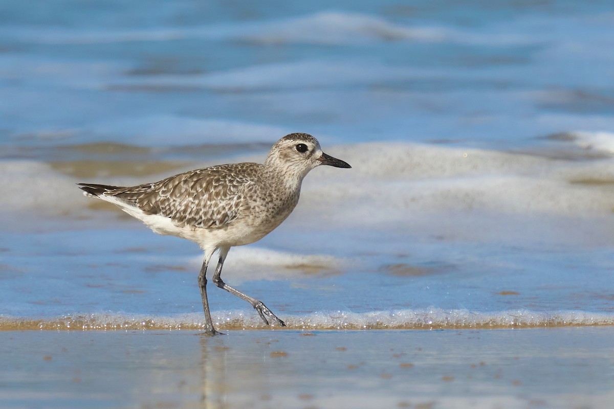 Black-bellied Plover - ML646101064