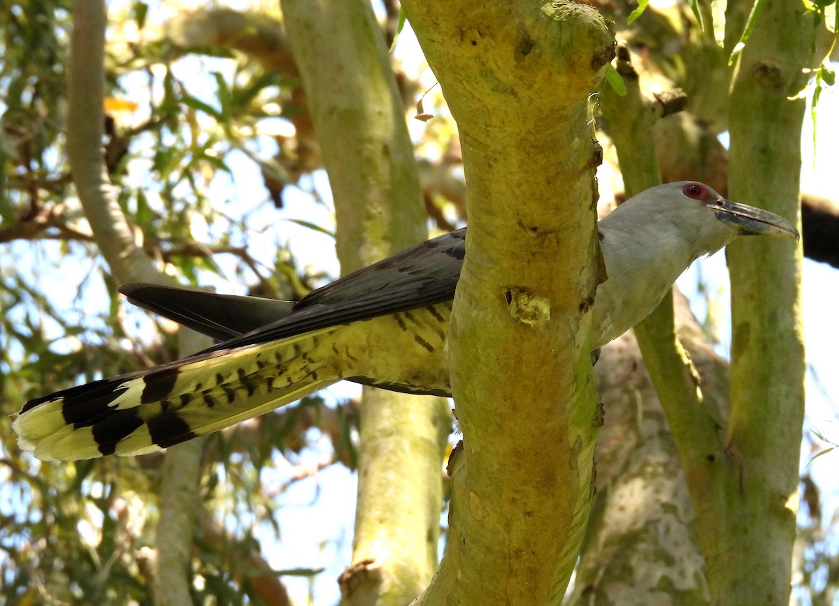 Channel-billed Cuckoo - ML646101065