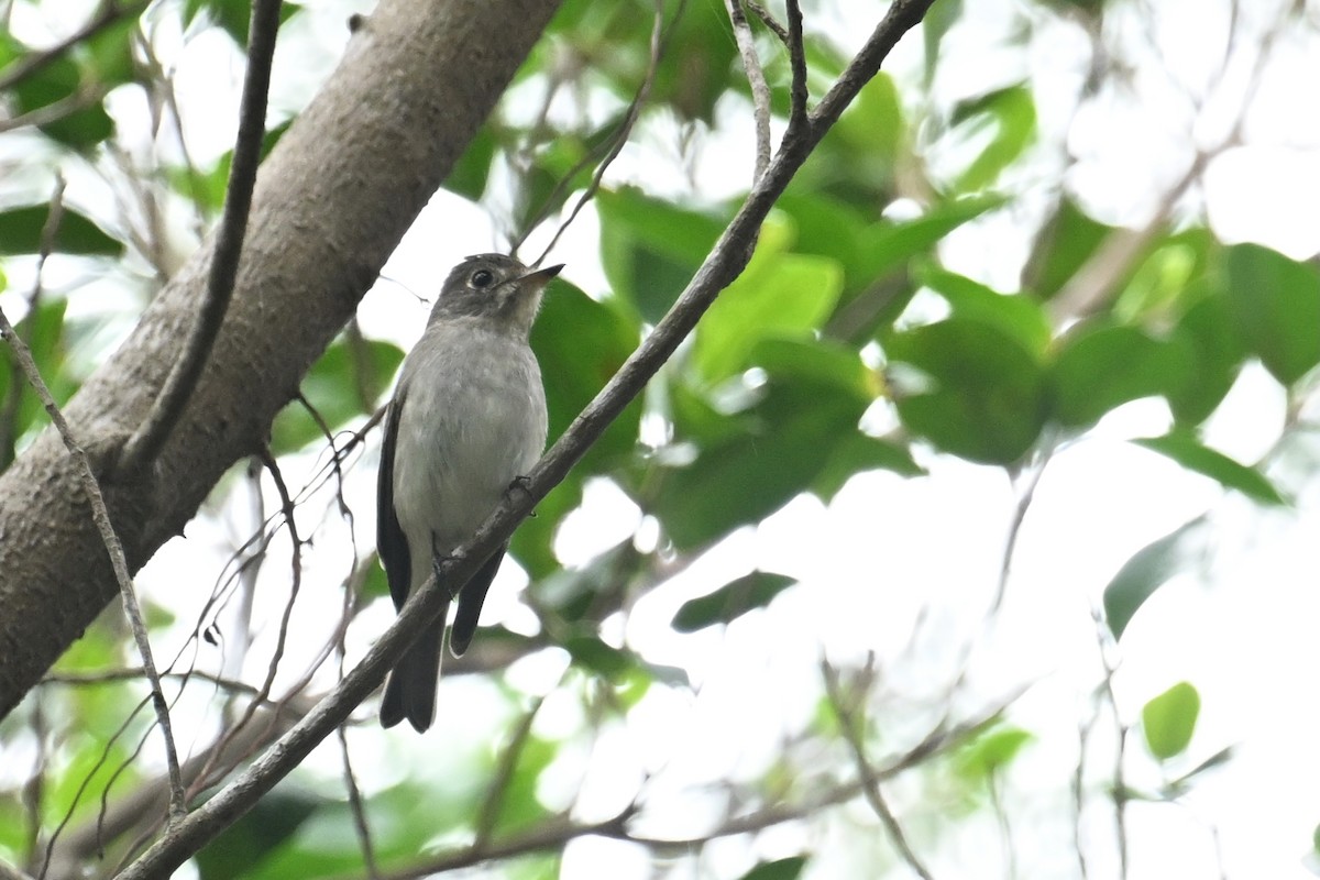 Asian Brown Flycatcher - ML646101067