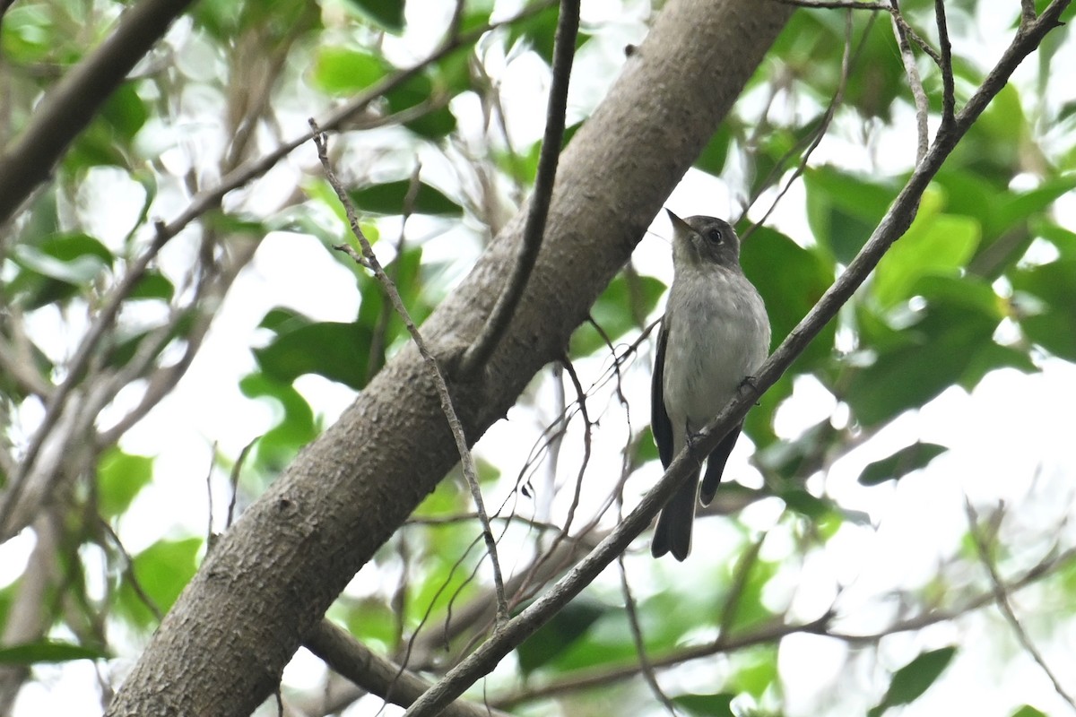 Asian Brown Flycatcher - ML646101068