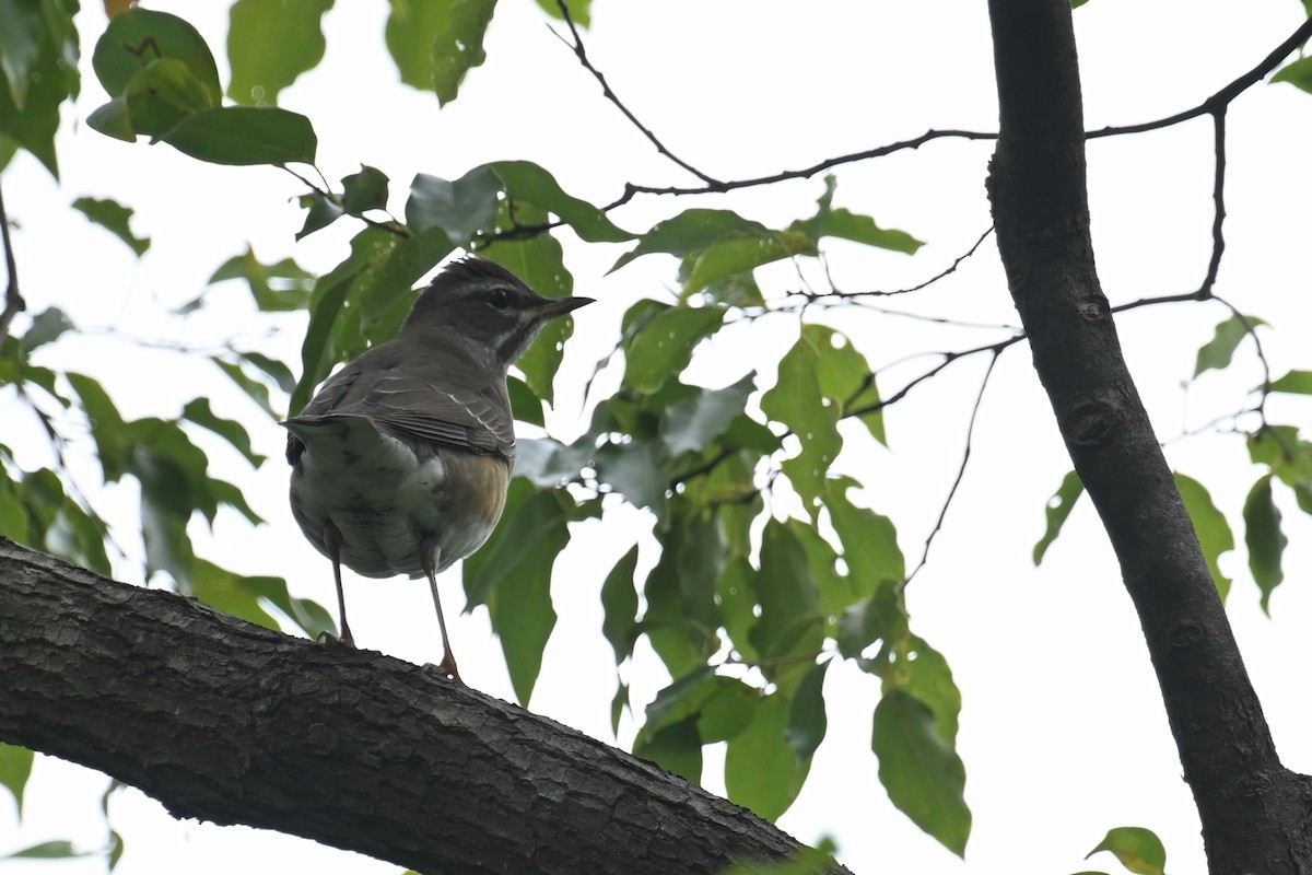 Eyebrowed Thrush - ML646101070