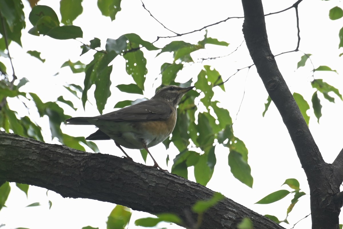 Eyebrowed Thrush - ML646101071