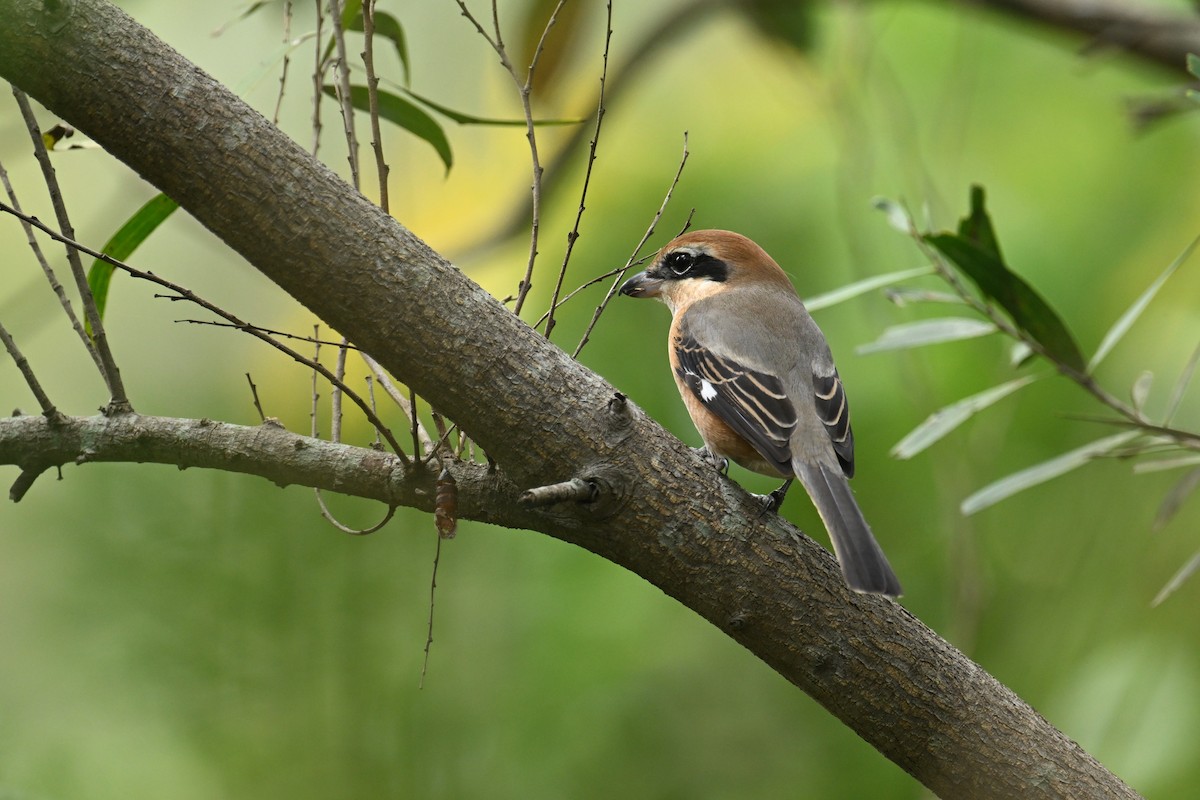 Bull-headed Shrike - ML646101074