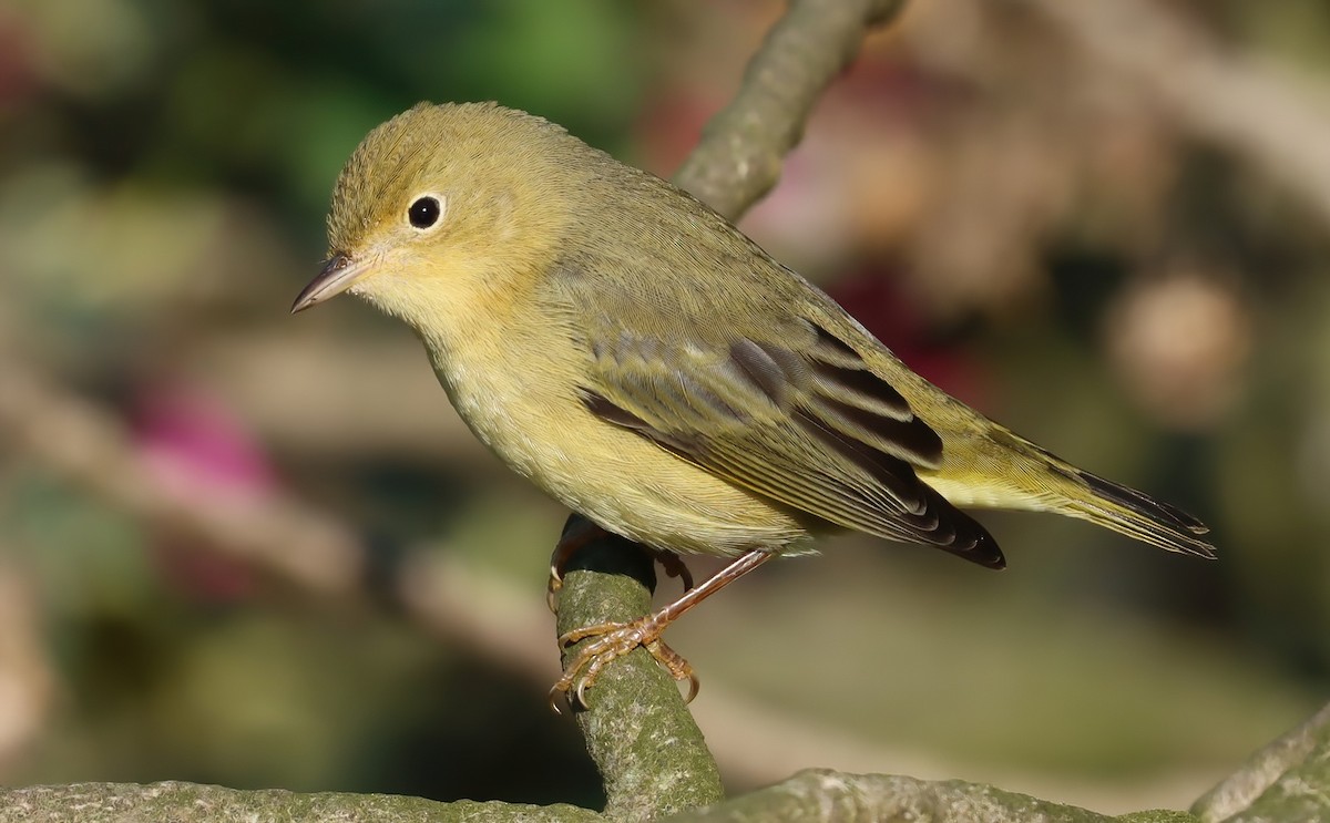 Northern Yellow Warbler - ML646101075