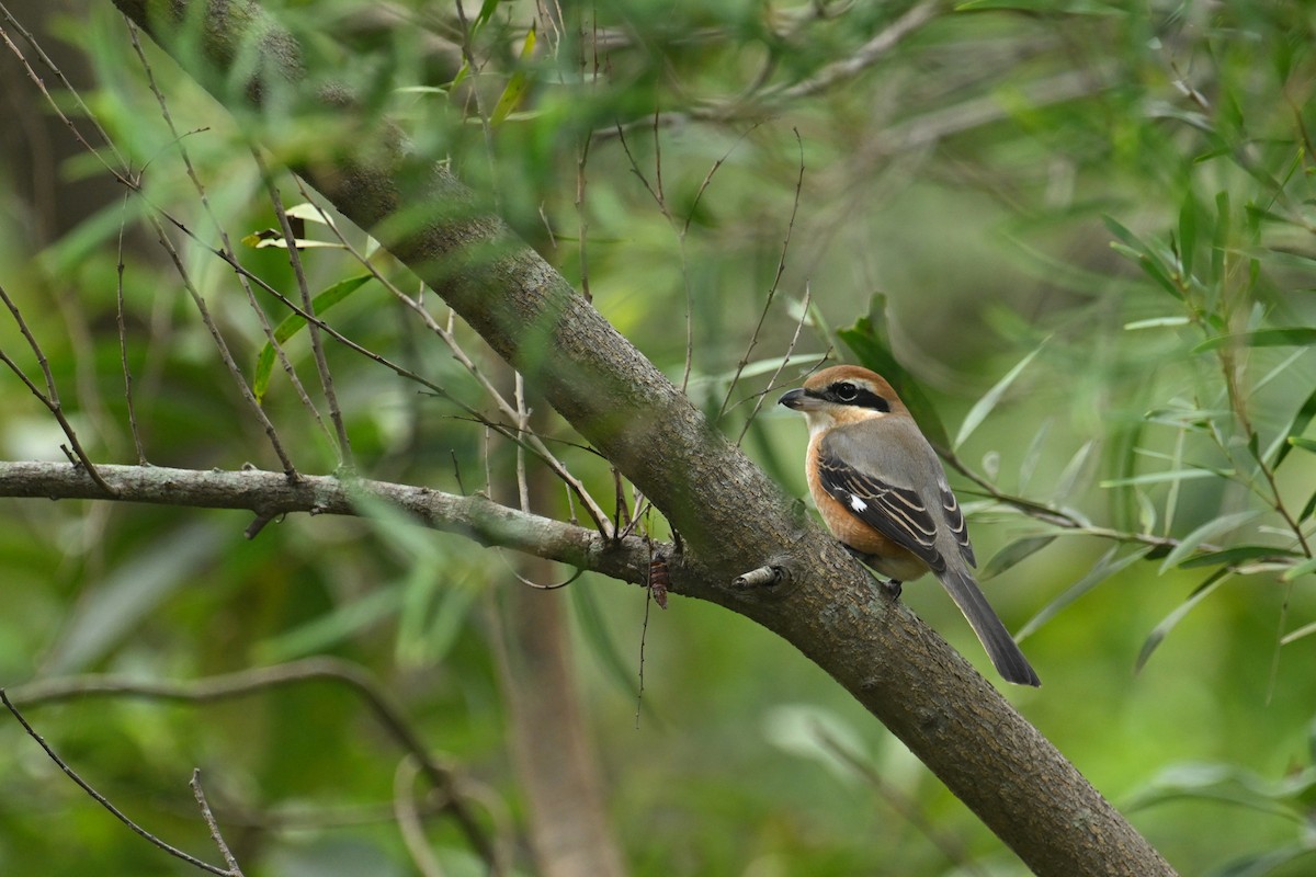Bull-headed Shrike - ML646101076
