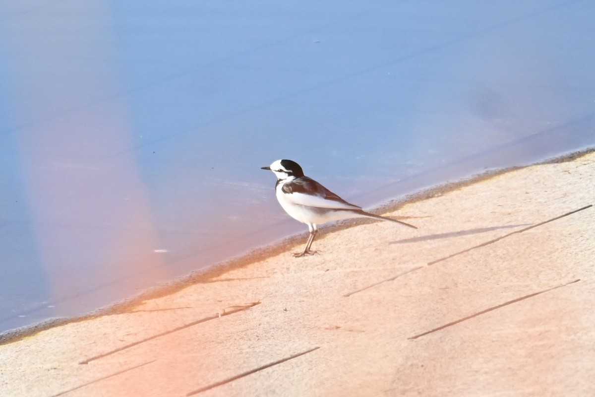 White Wagtail - ML646101077