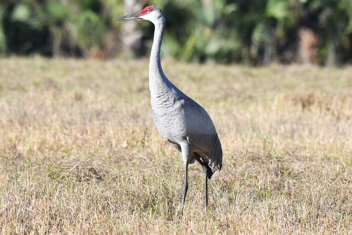 Sandhill Crane - ML646101078