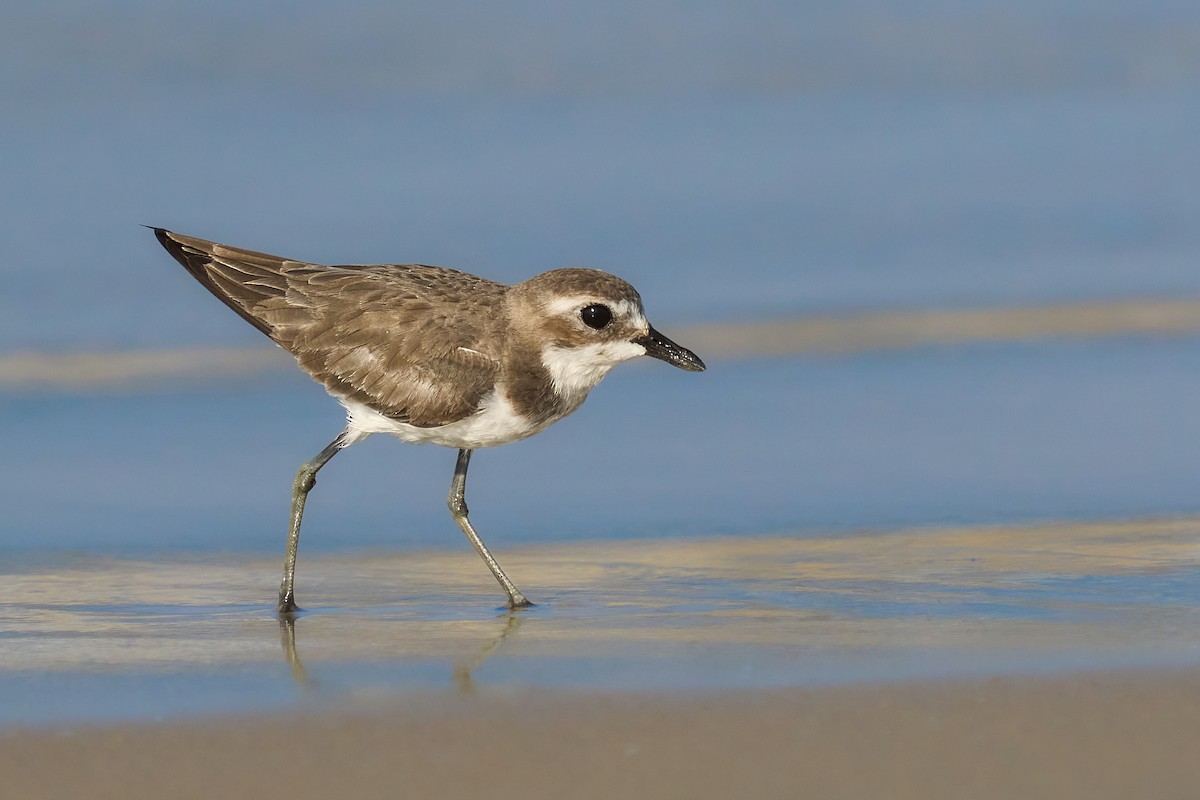 Tibetan Sand-Plover - ML646101079