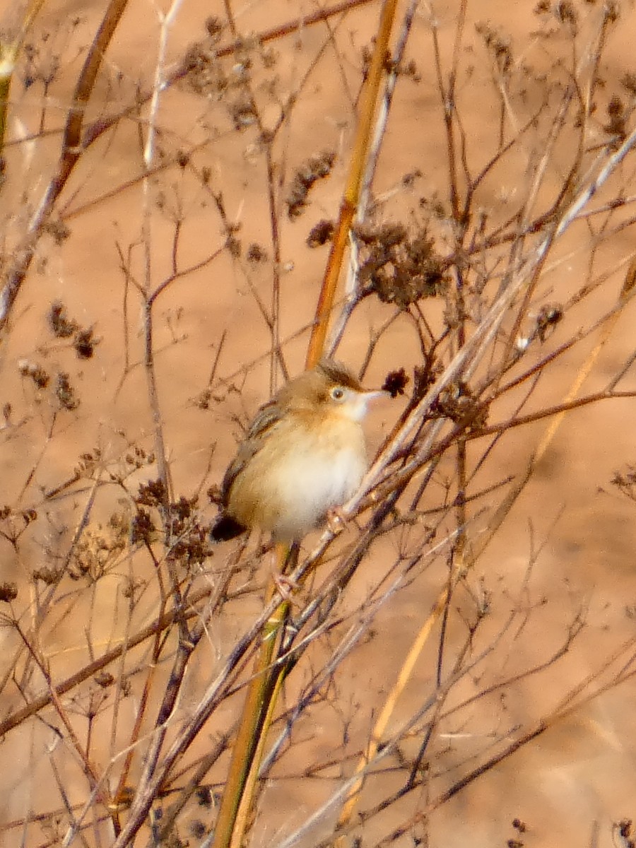Zitting Cisticola - ML646101082