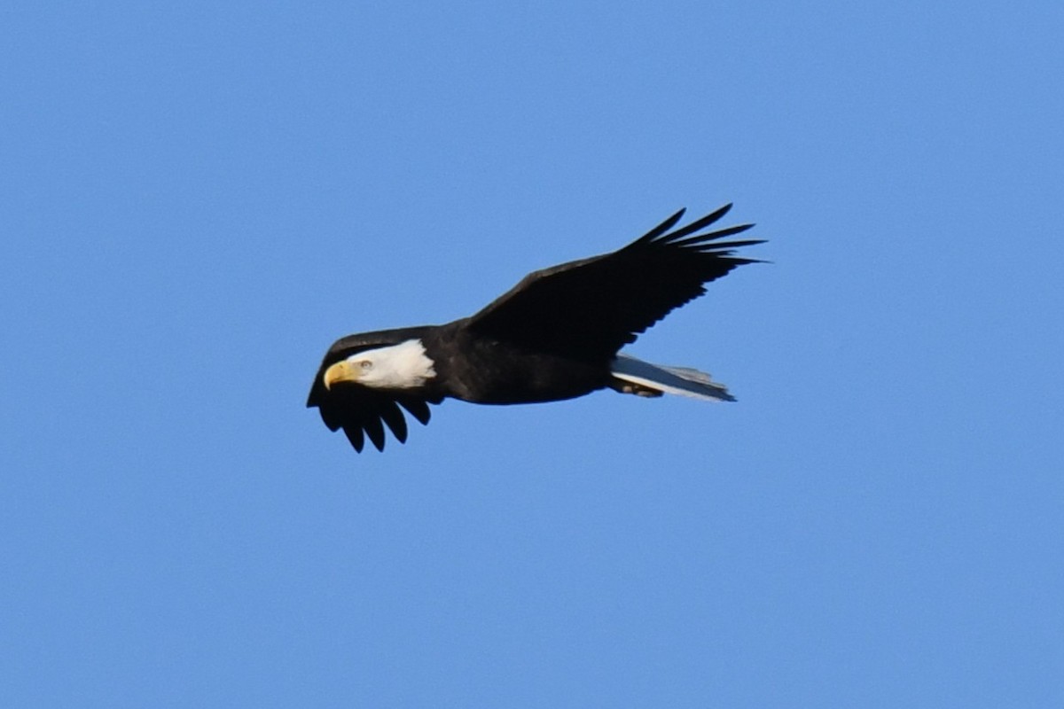 Bald Eagle - ML646101084