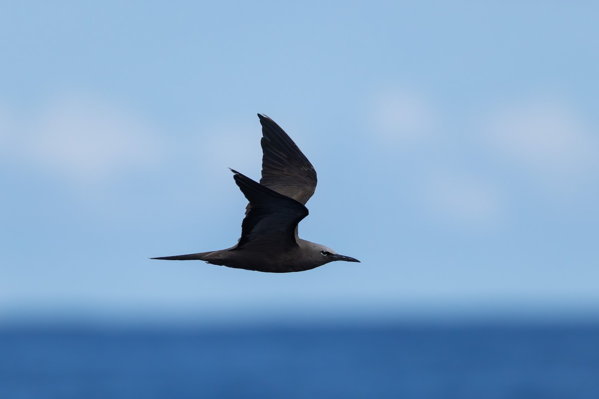 Wilson's Storm-Petrel - ML646101085