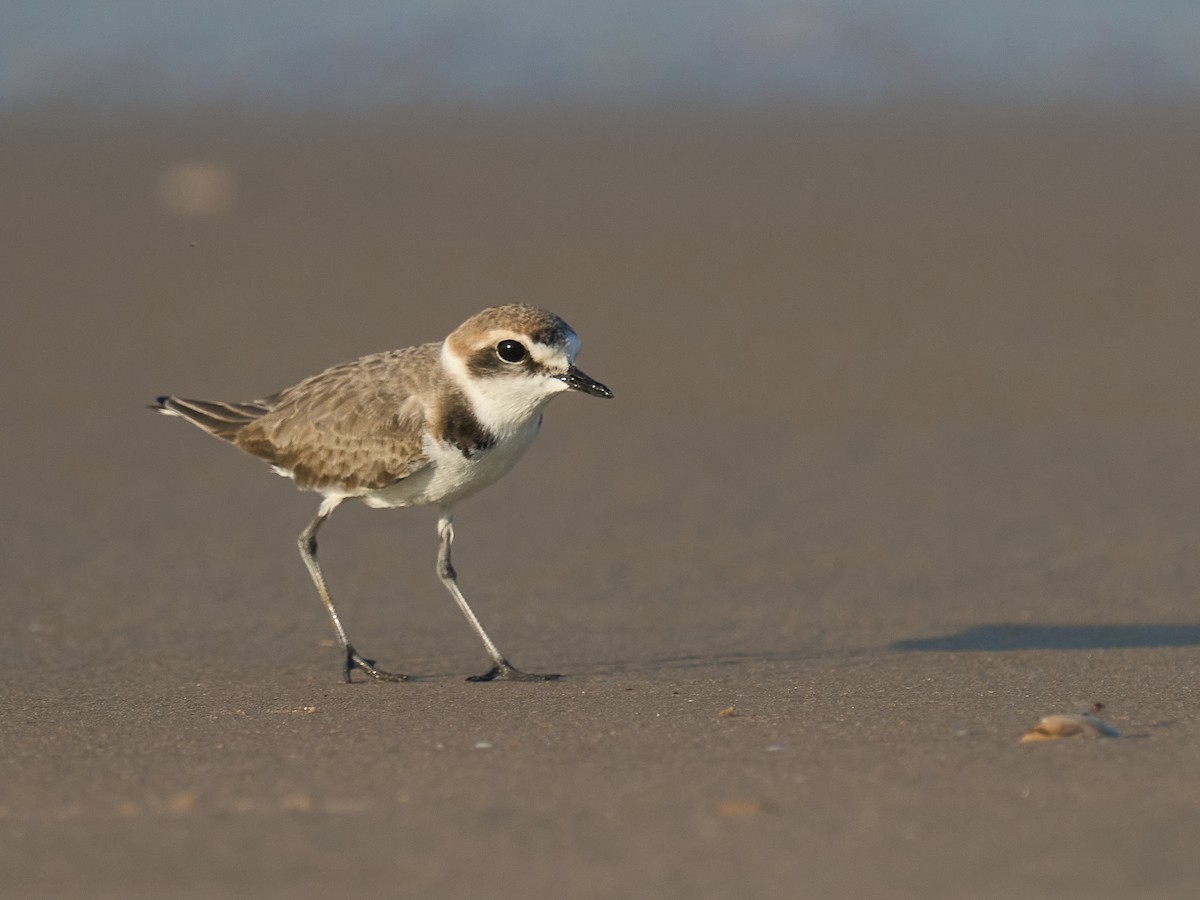 Kentish Plover - ML646101086