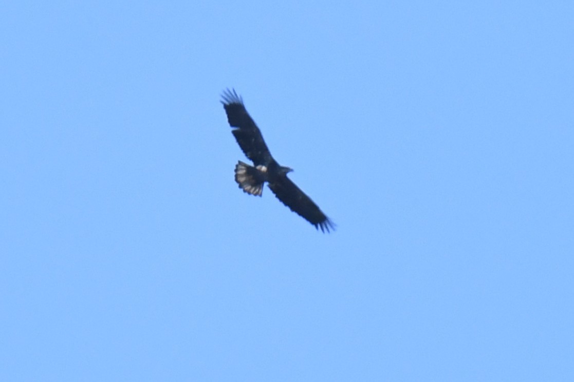 Bald Eagle - ML646101087